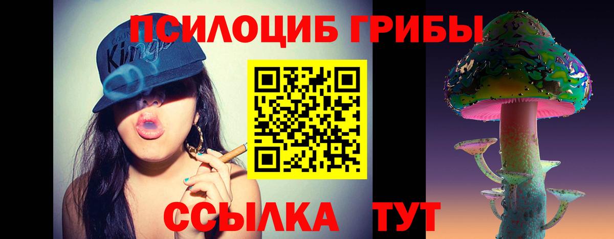 Галлюциногенные грибы Psilocybe Гусев